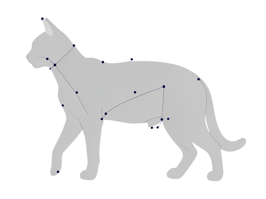 Diagram of a cat with pose keypoints marked